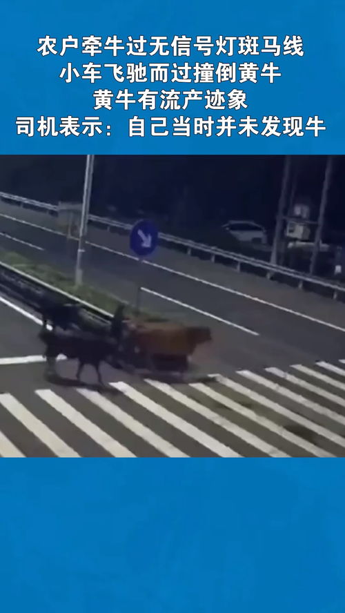 農戶牽牛過無信號燈斑馬線,小車飛馳而過撞倒黃牛,黃牛有流產跡象,司機表示 自己當時并未發現牛 交通安全 經紀人小薇